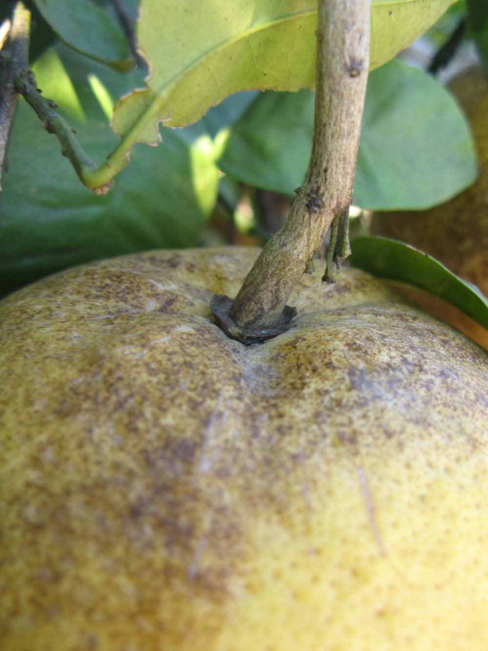              Fruit (Winter Haven, FL)       